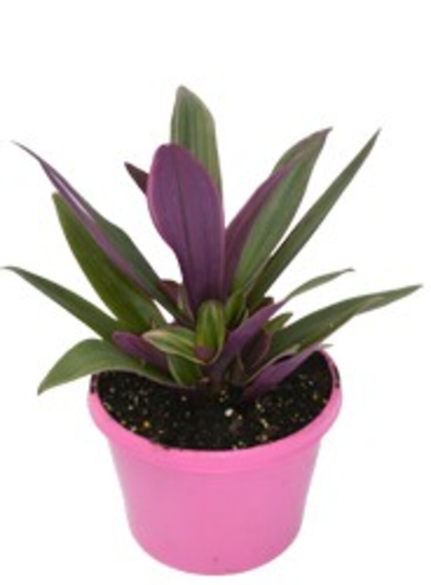 Rhoeo - Stripe Me Pink 150mm Pot (VN)
