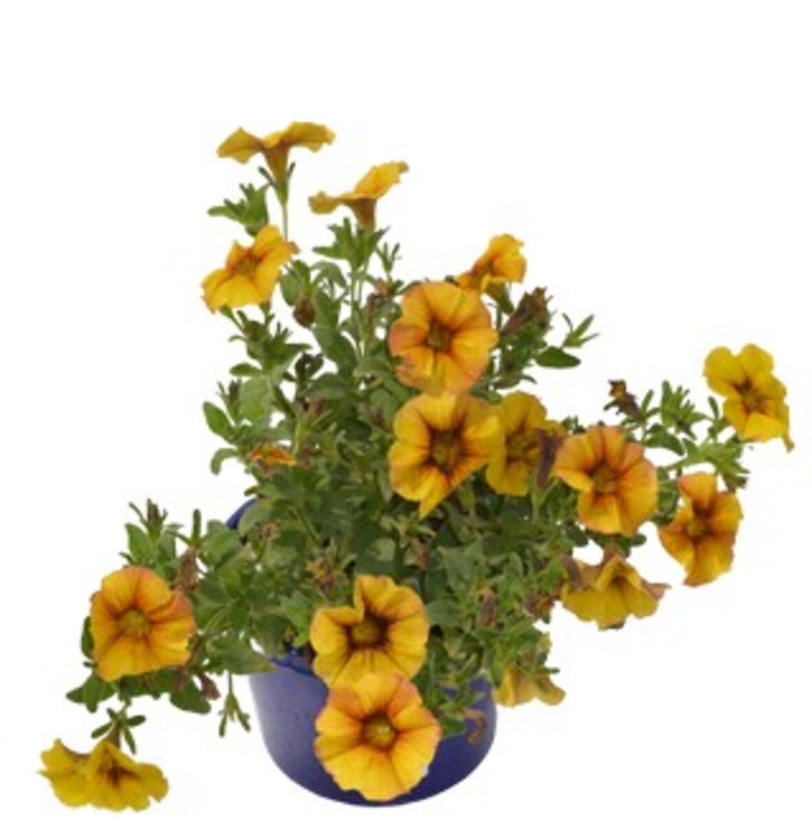 Petchoa SuperCal Premium - Caramel 150mm Pot (VN)