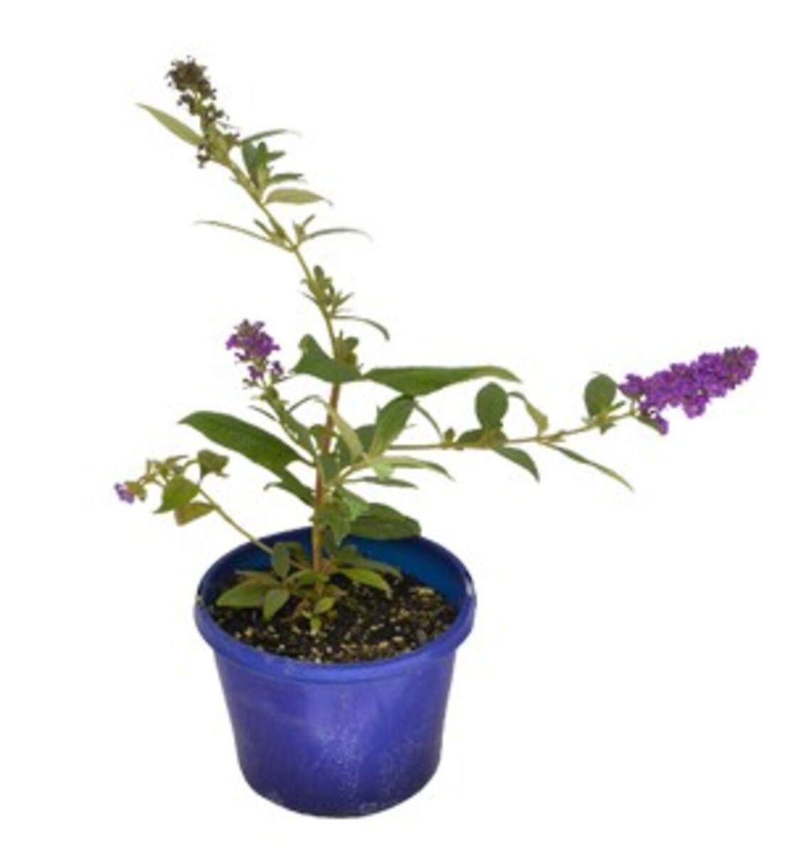 Buddleia - Blue Chip 150mm Pot (VN)