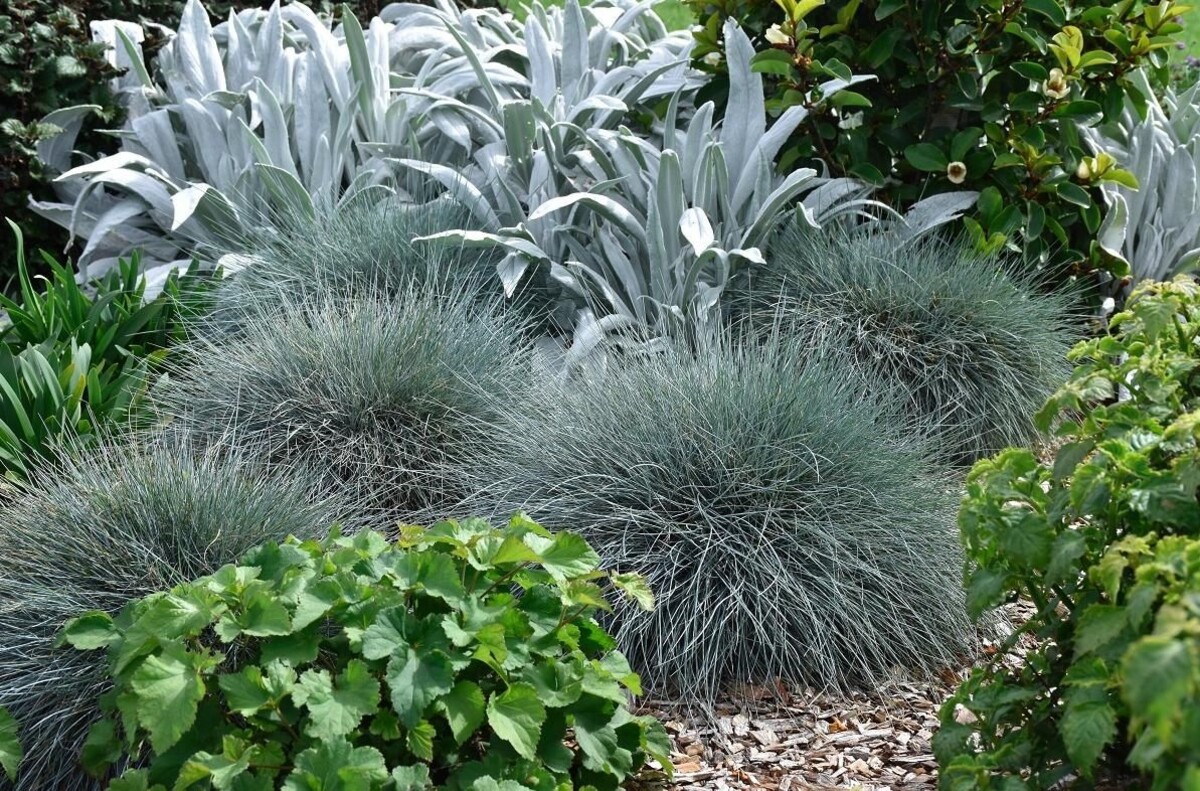 Festuca - Beyond Blue 150mm Pot (VN)