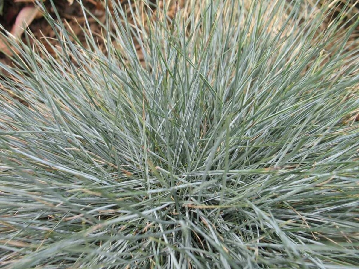 Festuca - Beyond Blue 150mm Pot (VN)