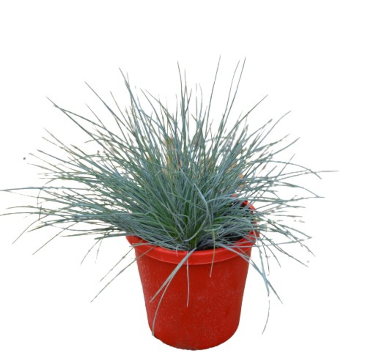 Festuca - Beyond Blue 150mm Pot (VN)