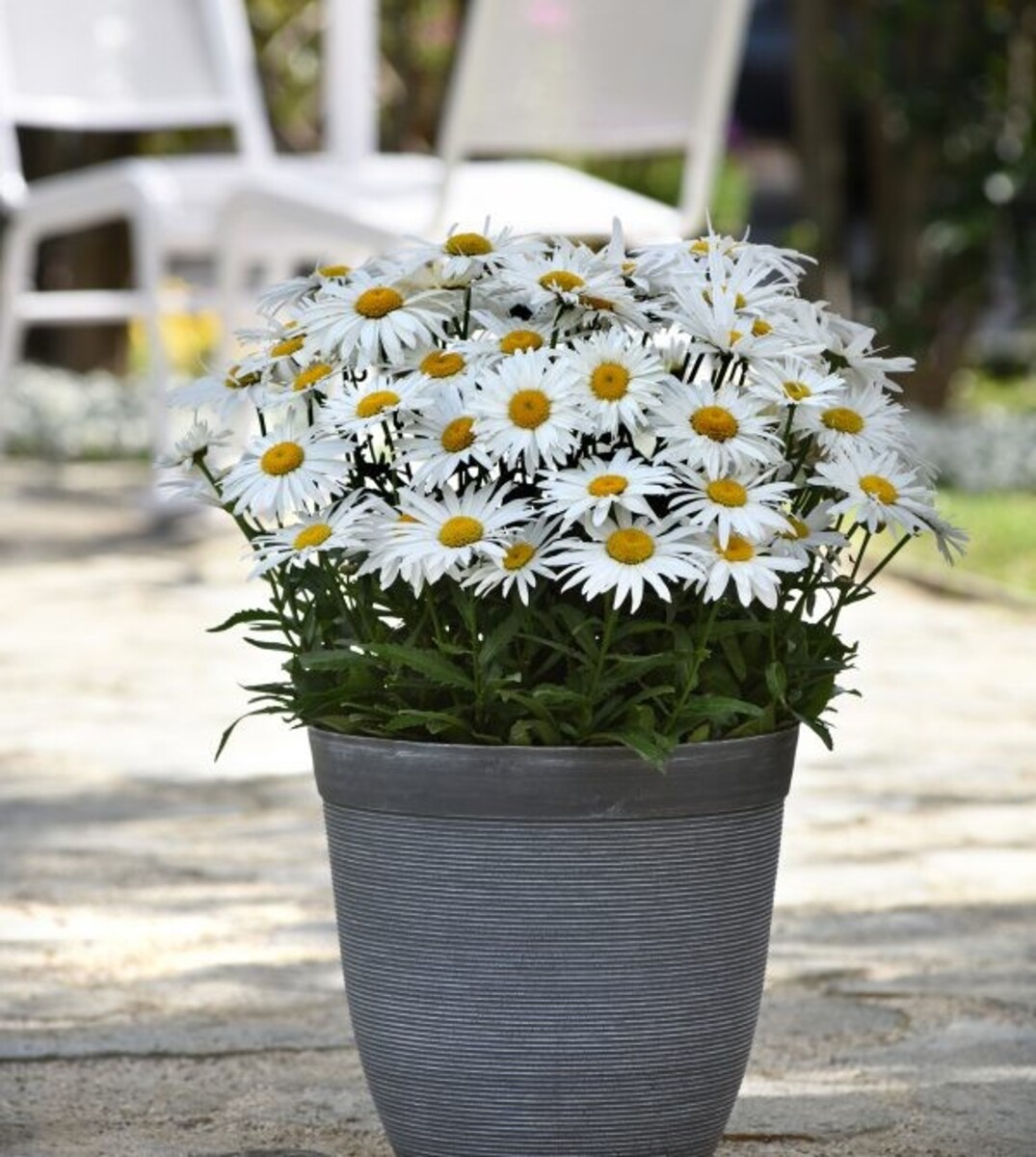 Leucanthemum - Madonna 150mm Pot (VN)