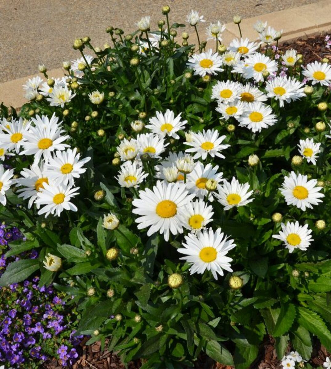 Leucanthemum - Madonna 150mm Pot (VN)
