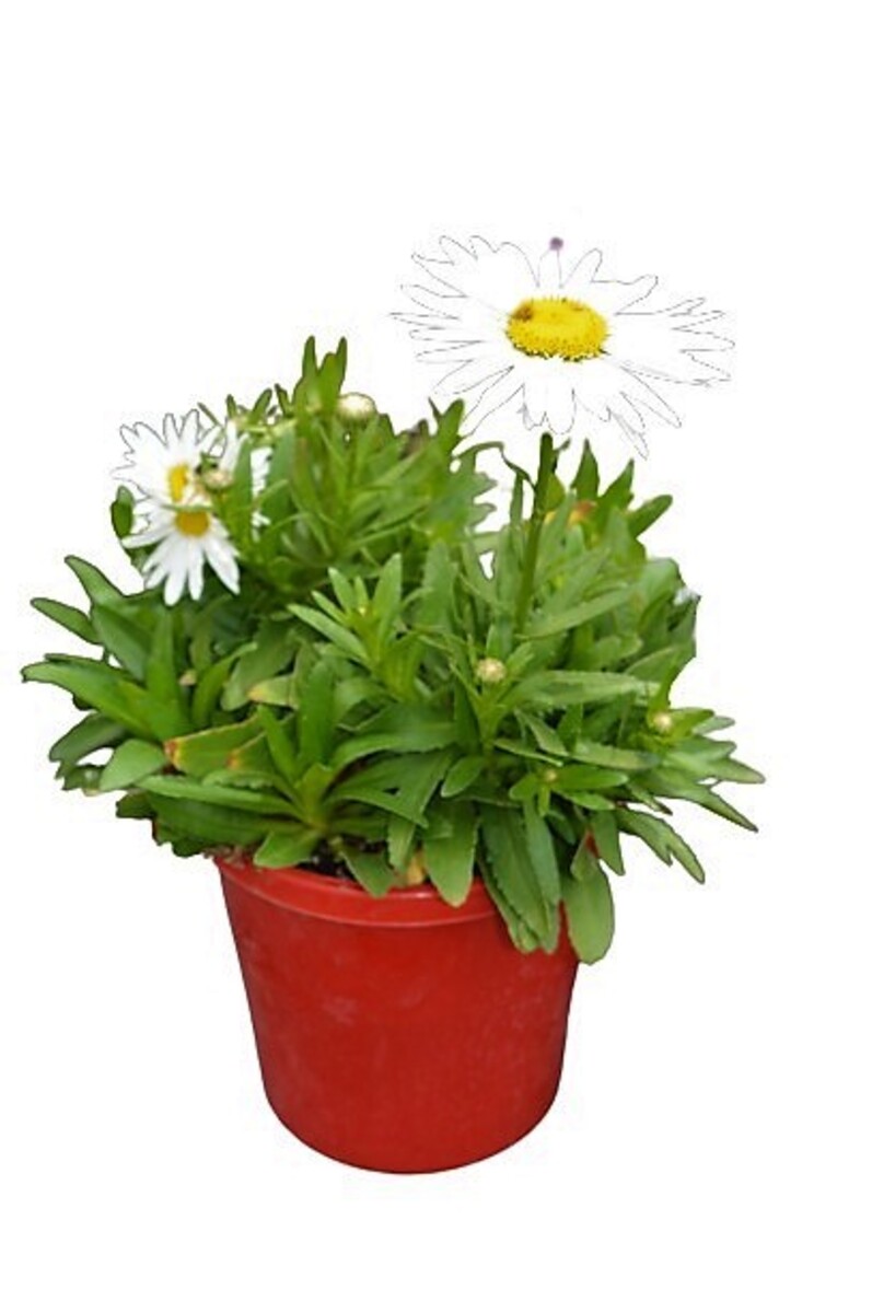 Leucanthemum - Madonna 150mm Pot (VN)