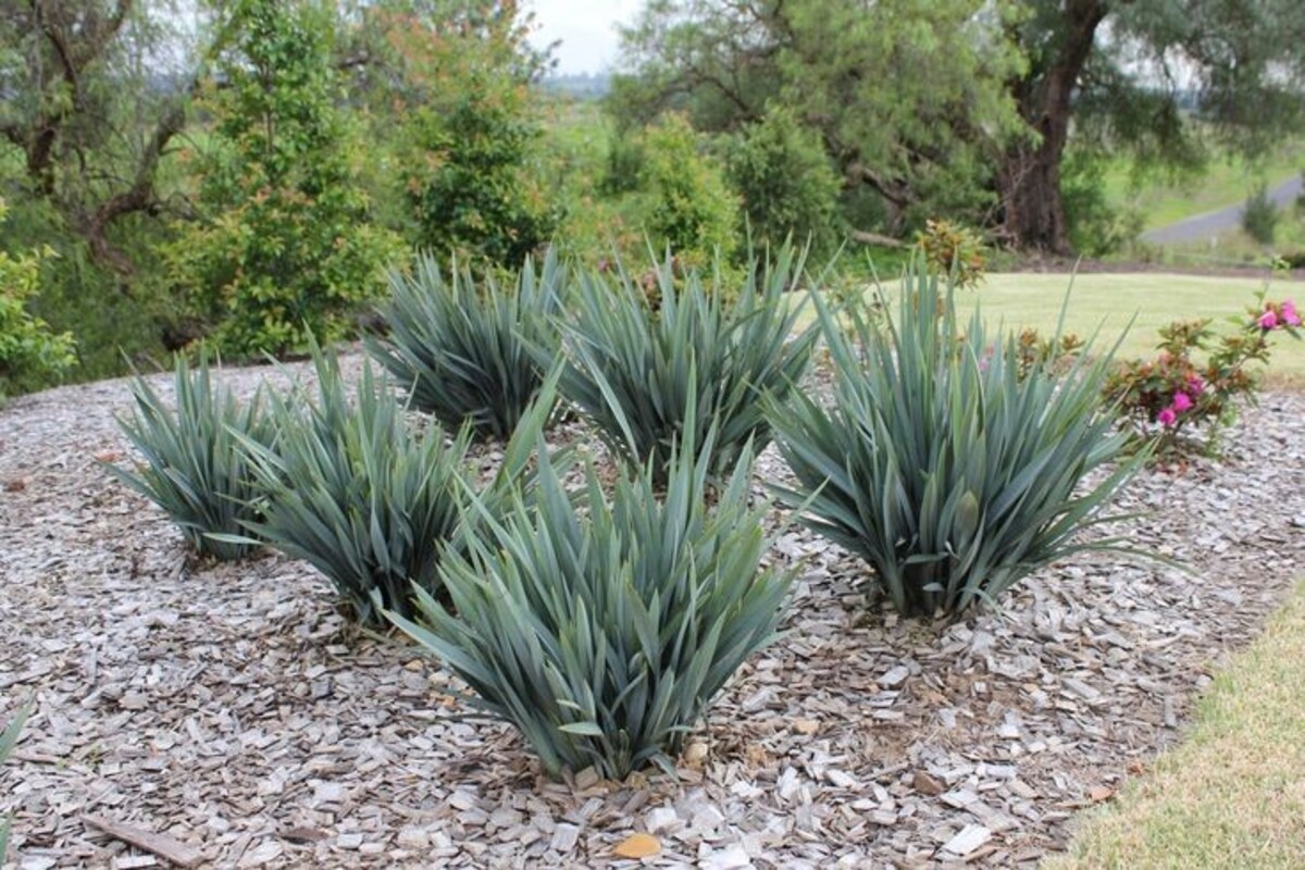 Dianella - Blue Ripple 150mm Pot