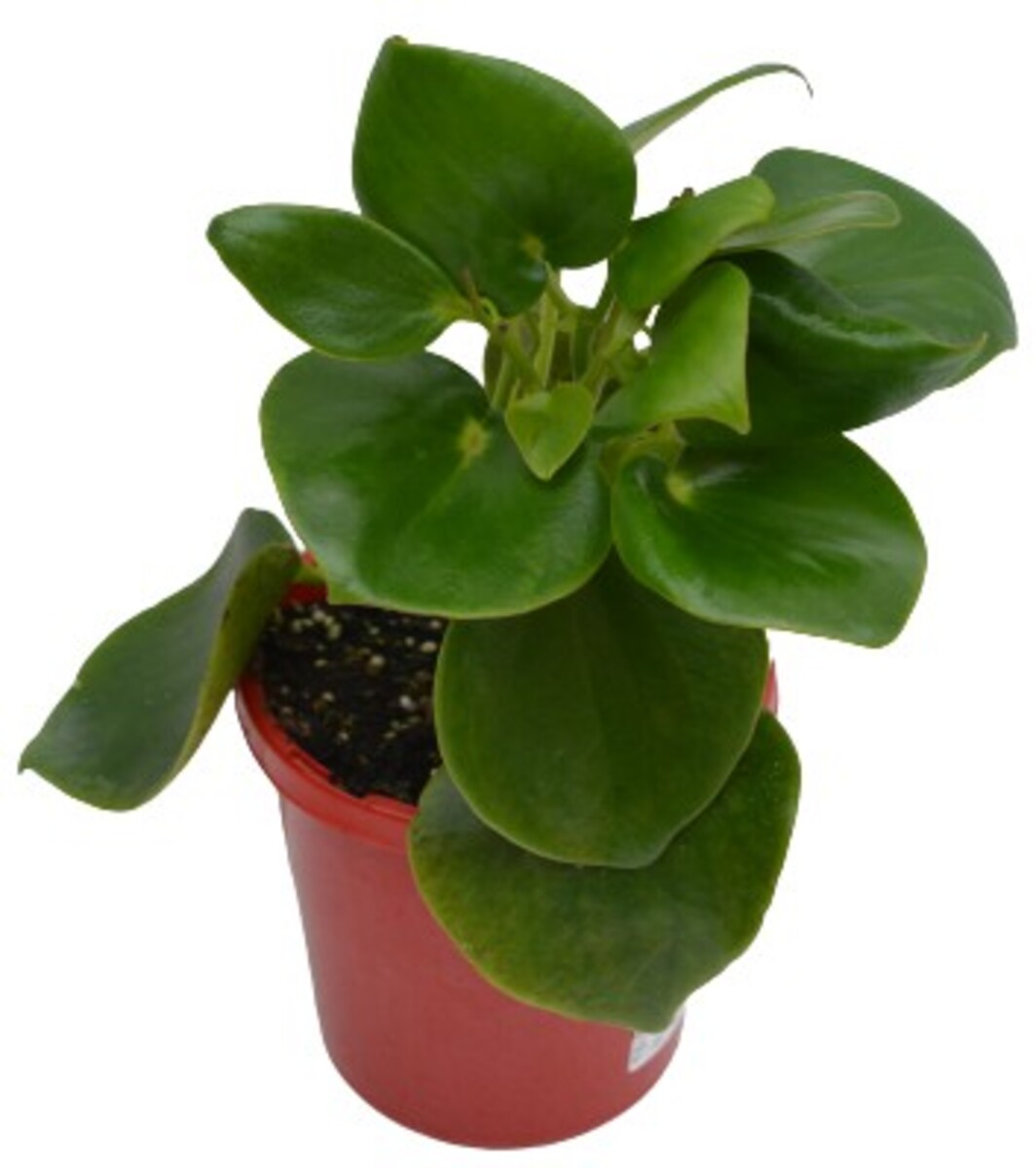 Peperomia - Raindrop 150mm Pot (VN)