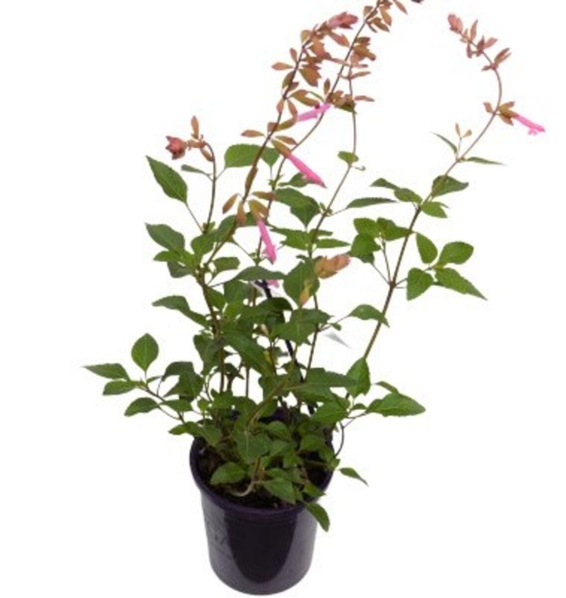 Salvia - Kisses & Wishes 140mm Pot