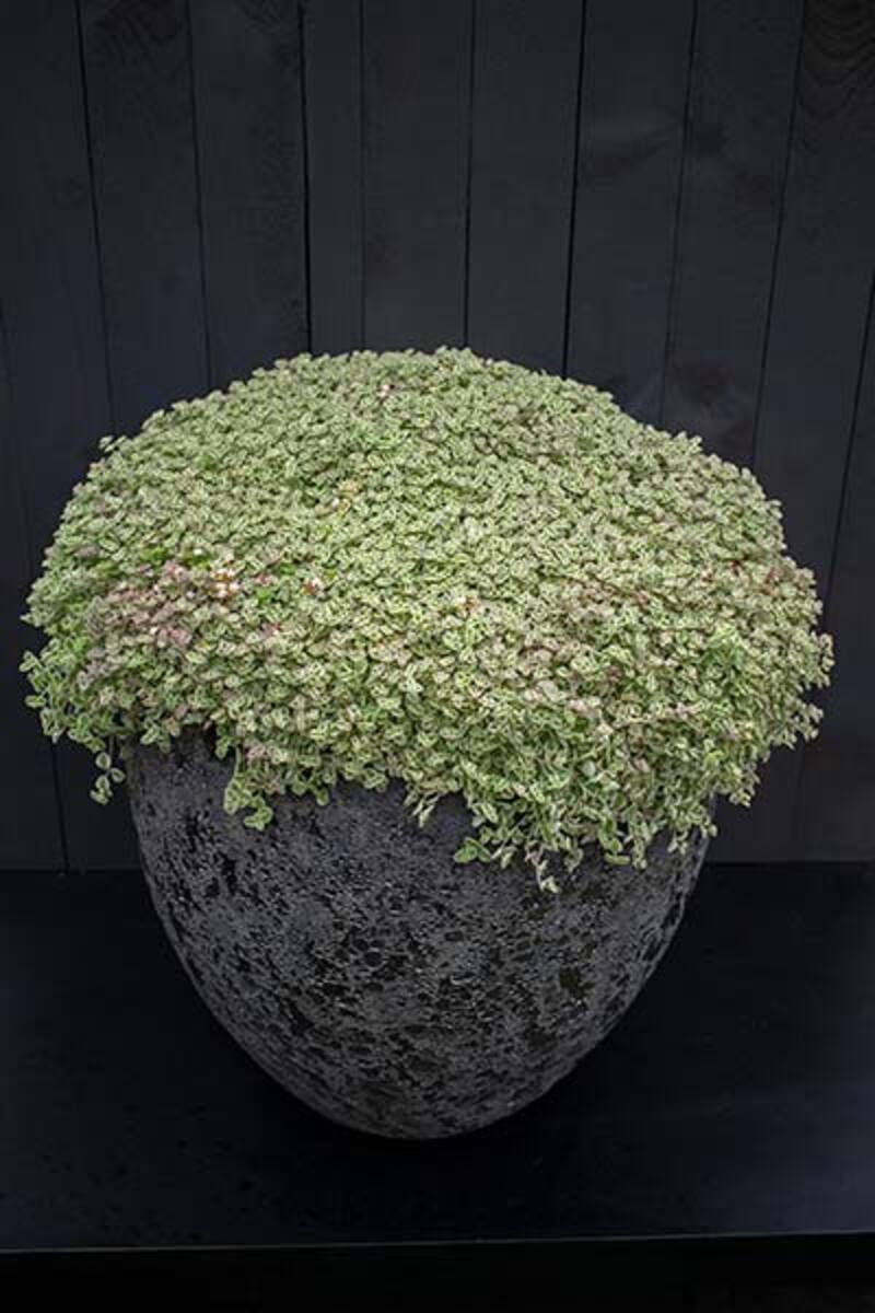 Sedum - Speckled Blob 140mm Pot