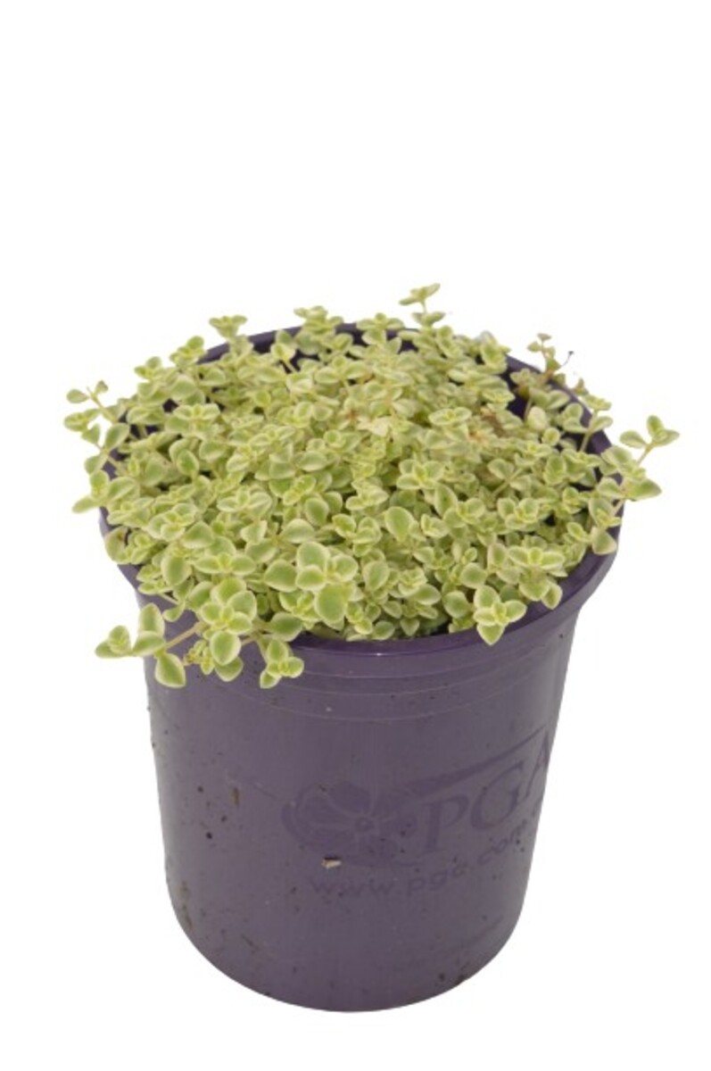 Sedum - Speckled Blob 140mm Pot