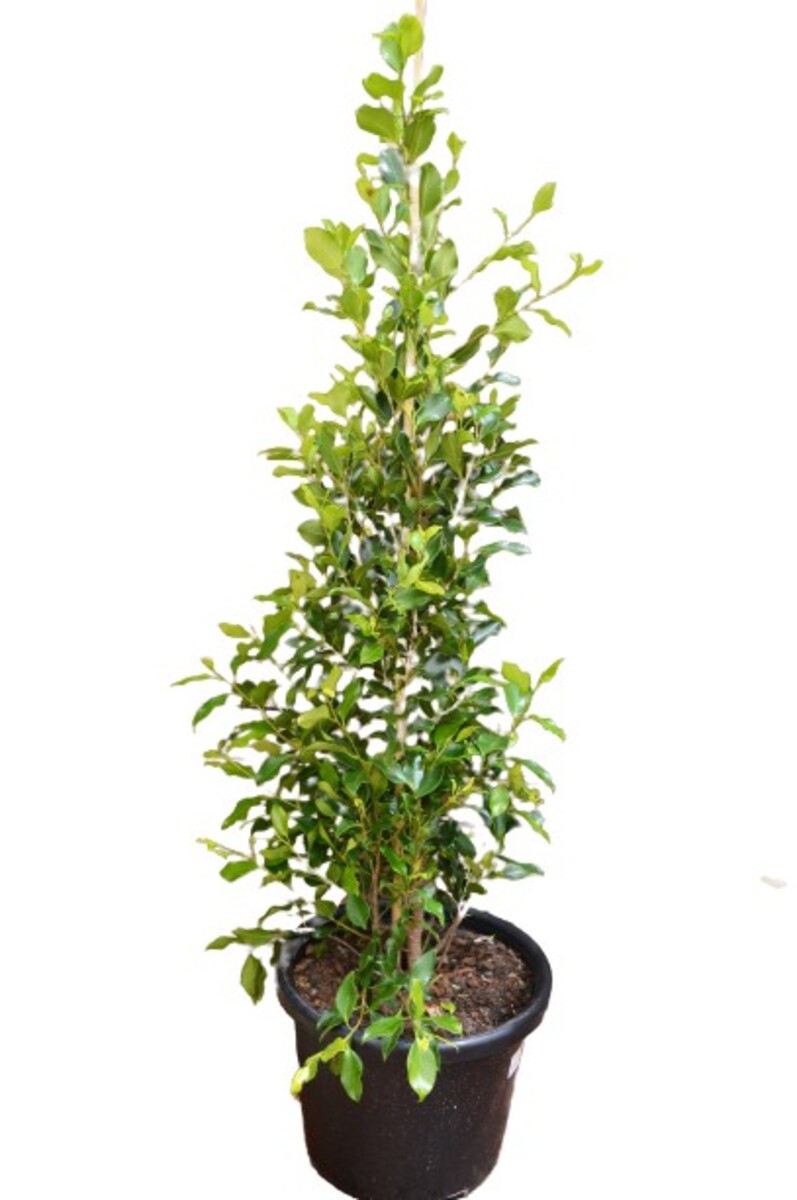 Ficus - Hillii Flash 300mm Pot