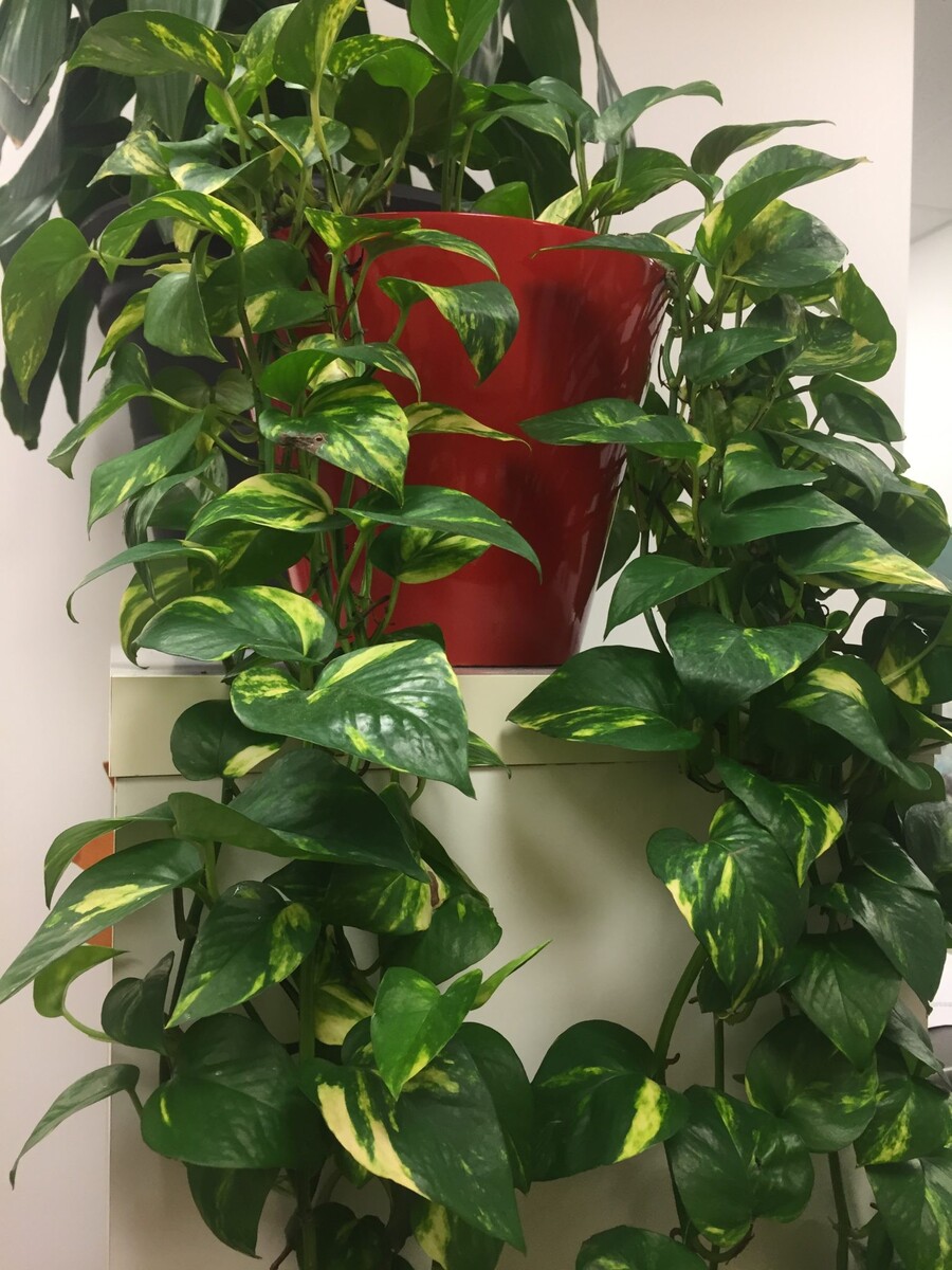 Pothos - Devils Ivy 270mm Hanging Basket (VN)