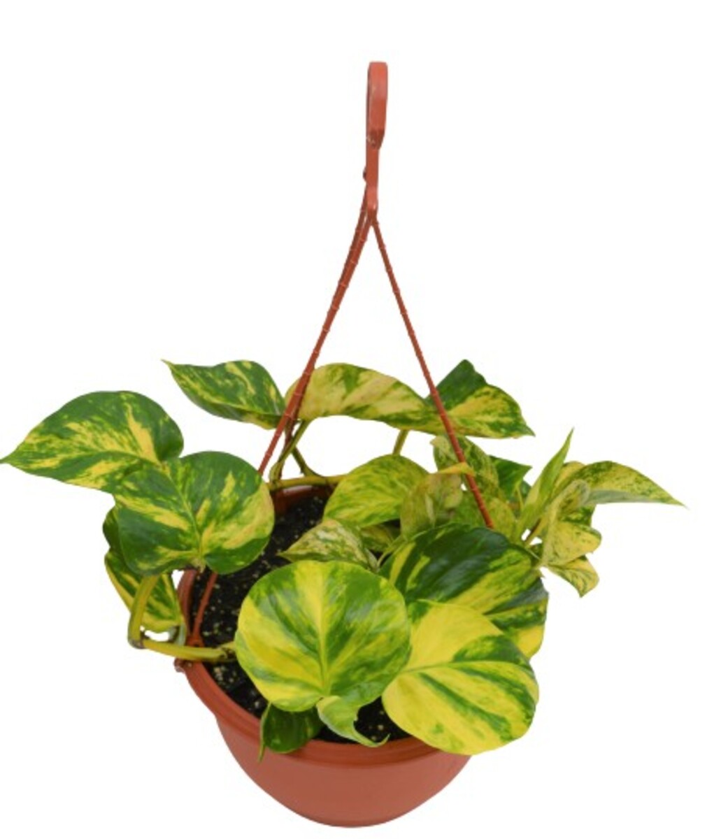 Pothos - Devils Ivy 270mm Hanging Basket (VN)