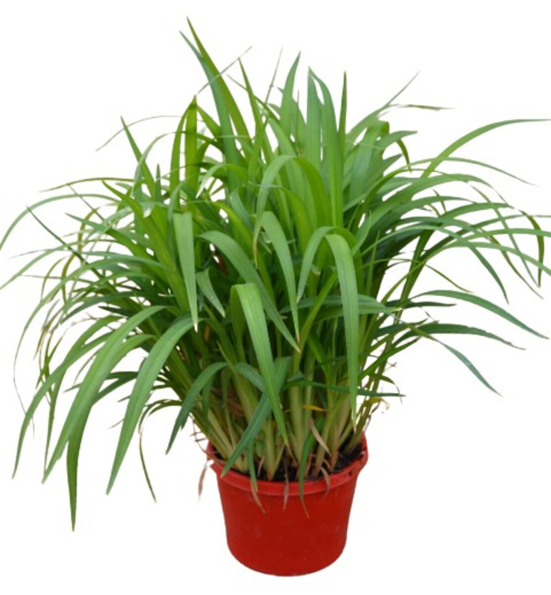 Dianella - Lakeview Green 150mm Pot (VN)