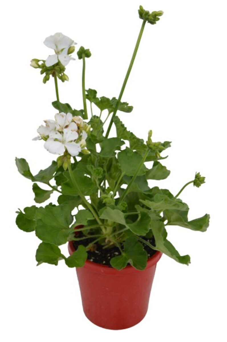 Pelargonium - Rocky Mountain White 150mm Pot