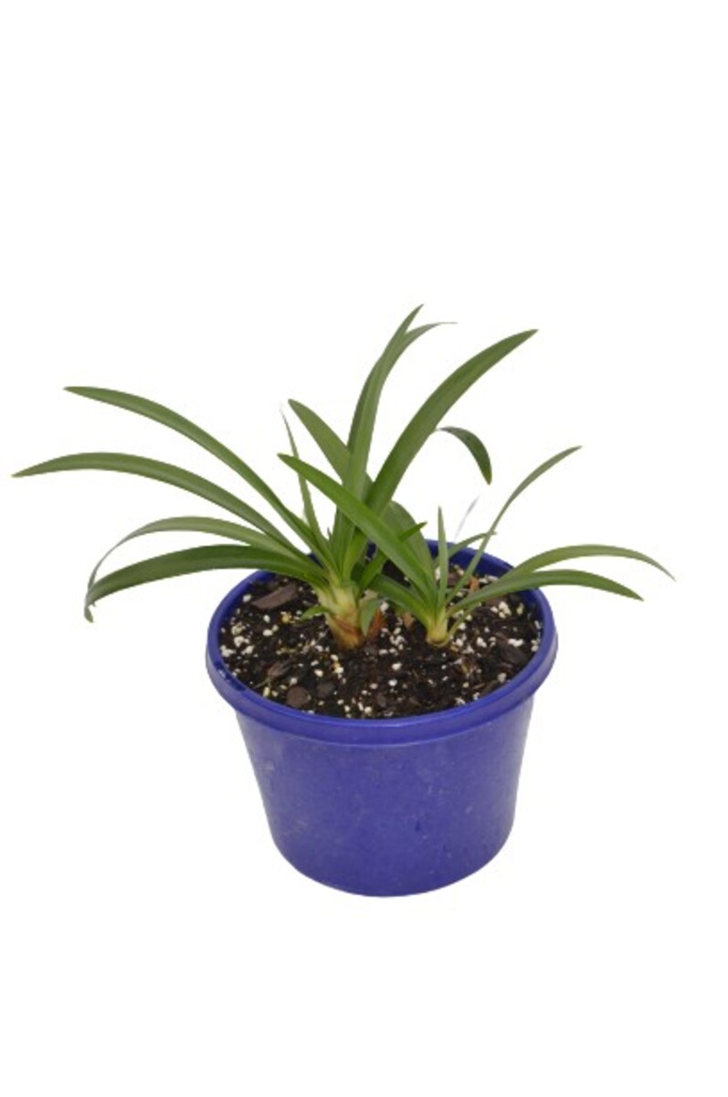 Agapanthus - Bingo Blue 150mm Pot