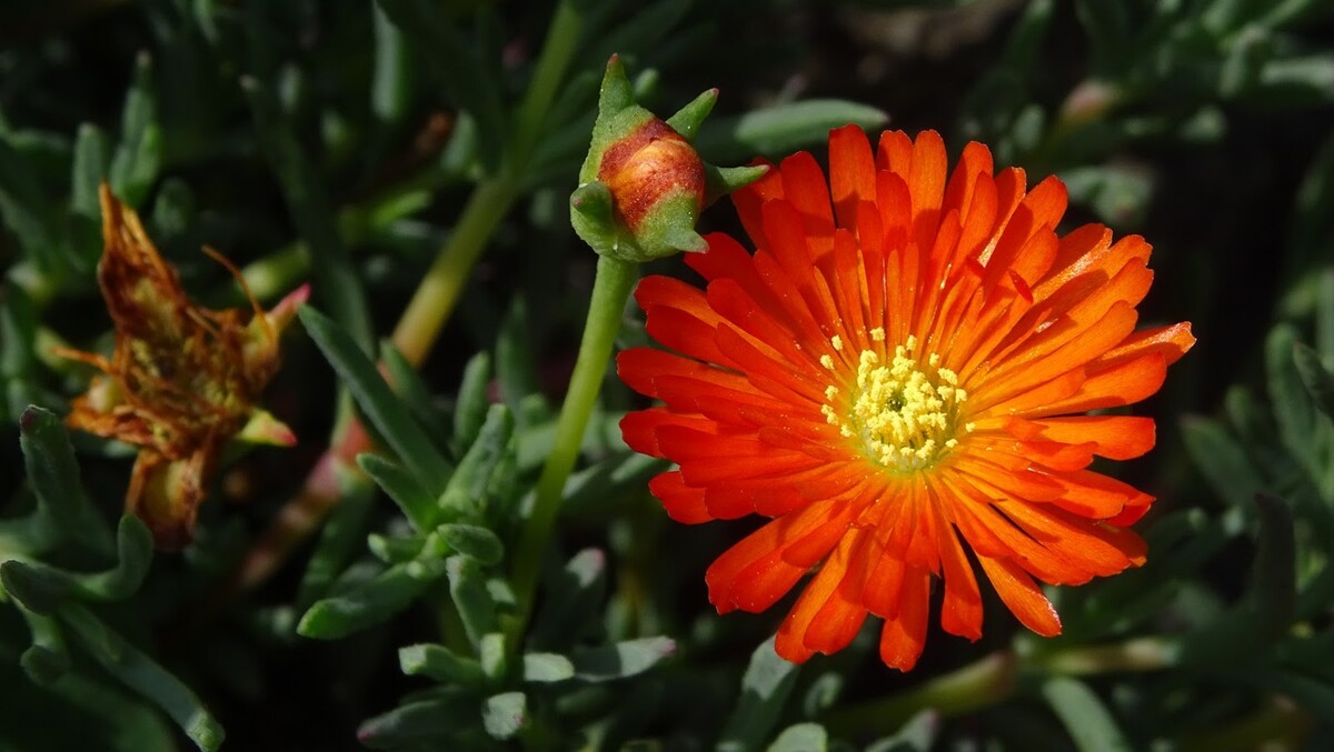 Carpobrotus Rossii - Orange Pig Face 150mm Pot (VN)