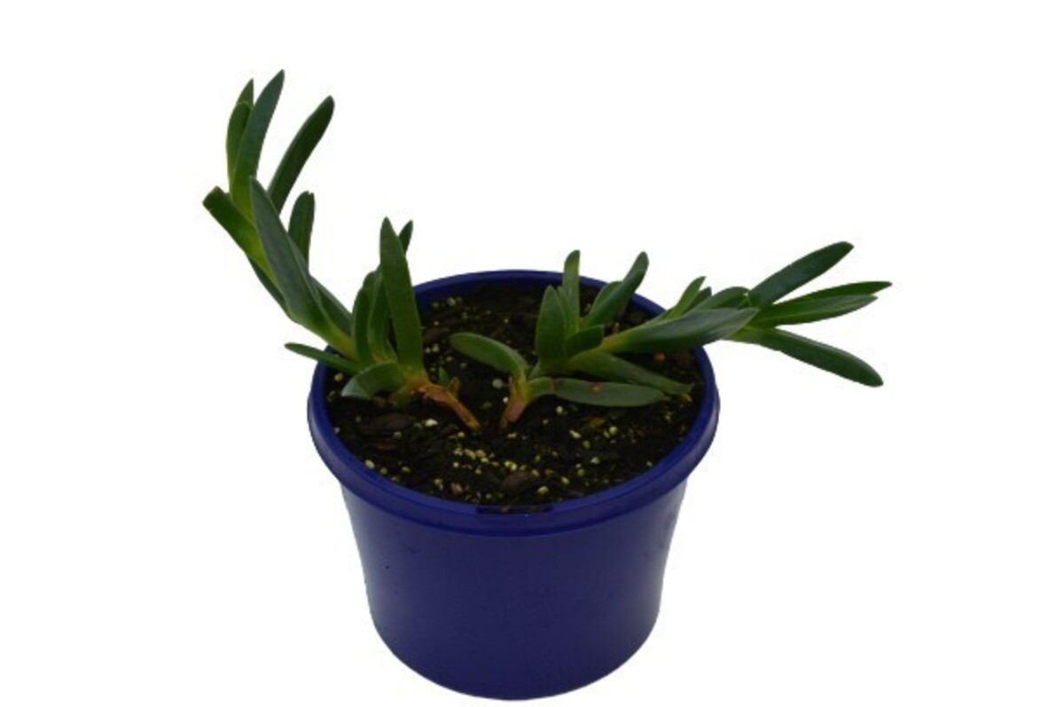 Carpobrotus Rossii - Purple Pig Face 150mm Pot (VN)