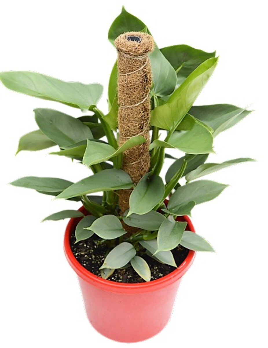 Philodendron - Silver Sword on Totem 250mm Pot (VN)