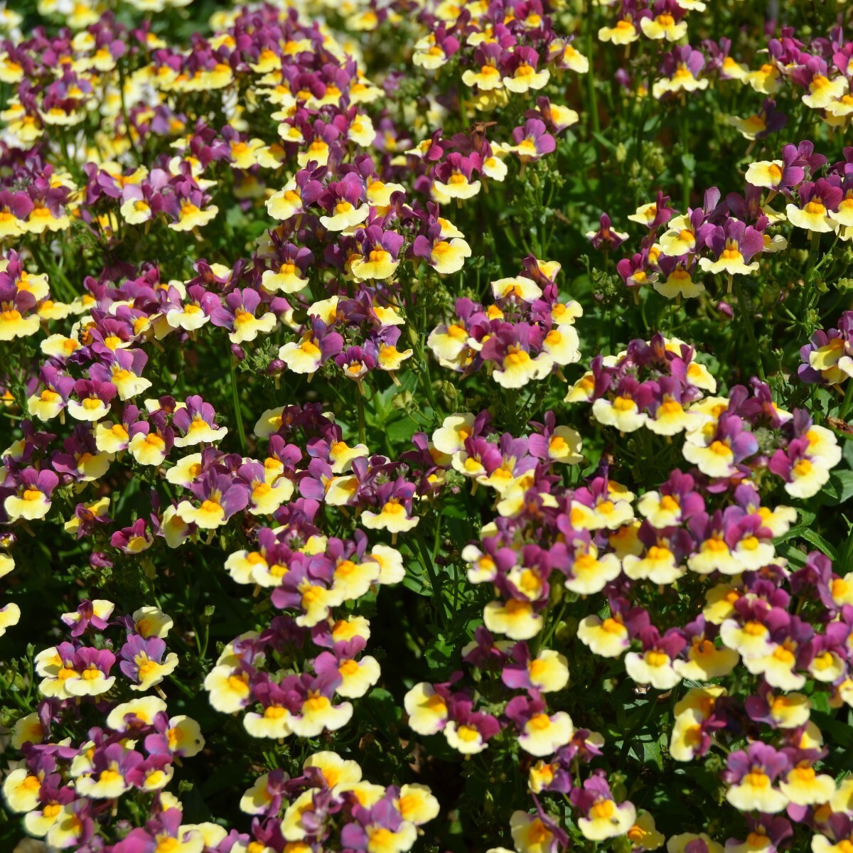 Nemesia - Rhubarb and Custard 150mm Pot (VN)