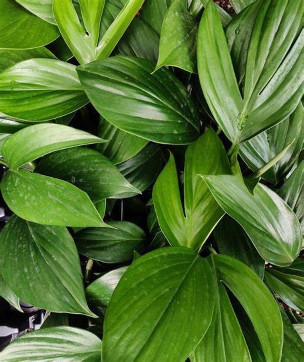 Epipremnum pinnatum 150mm Pot (VN)
