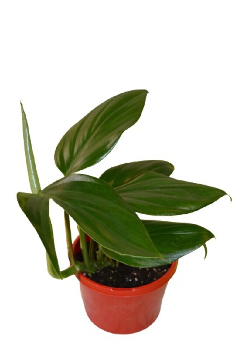 Epipremnum pinnatum 150mm Pot (VN)