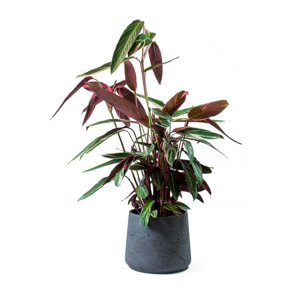 Stromanthe - Sanguinea 150mm Pot (VN)
