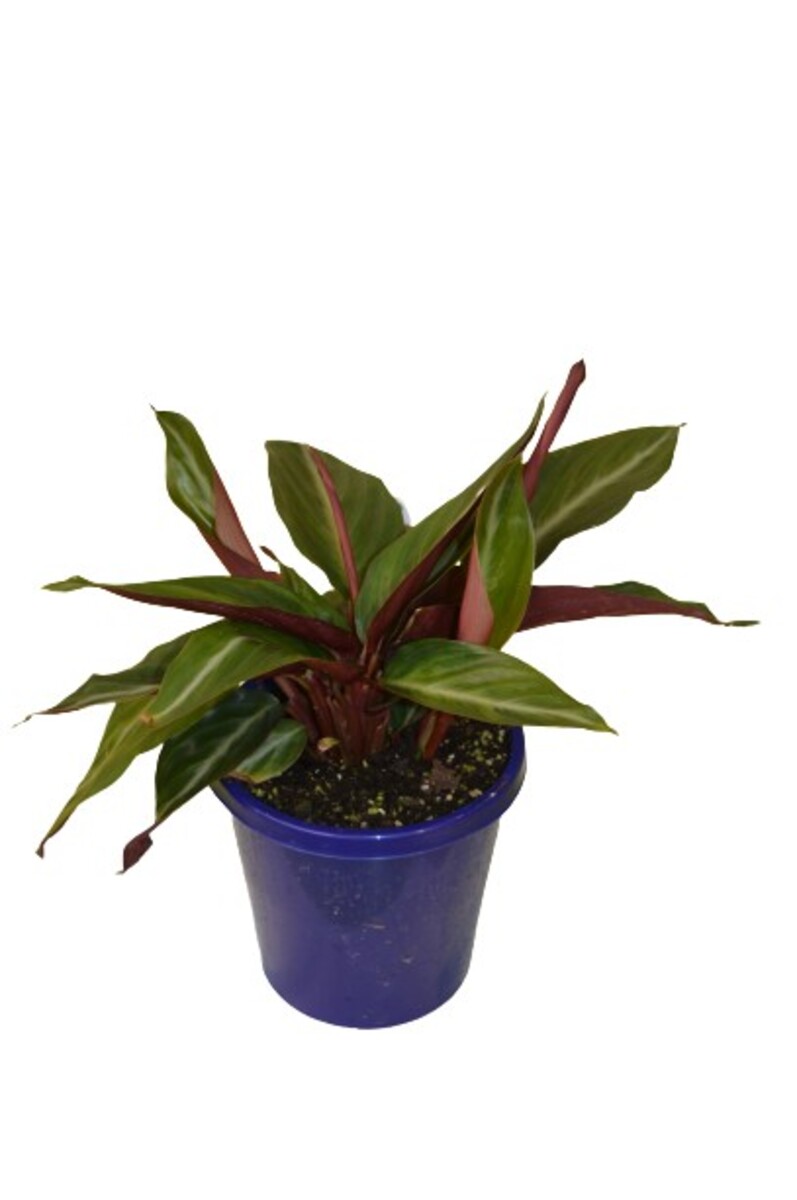 Stromanthe - Sanguinea 150mm Pot (VN)