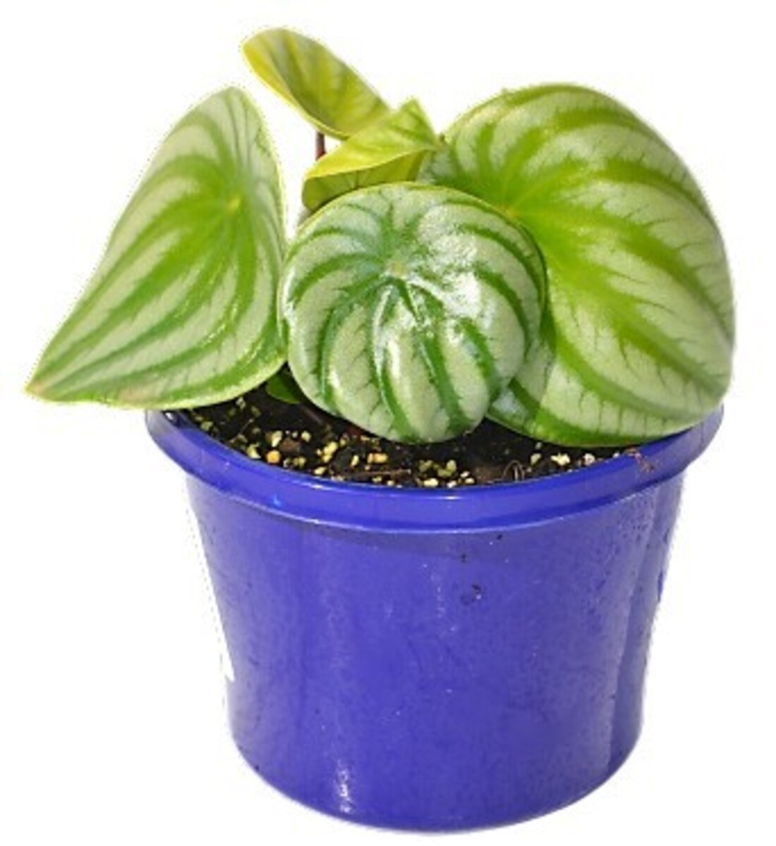 Peperomia - Watermelon 150mm Pot