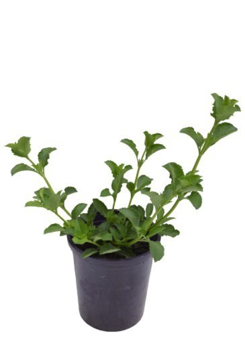 Salvia - So Cool Pink 140mm Pot