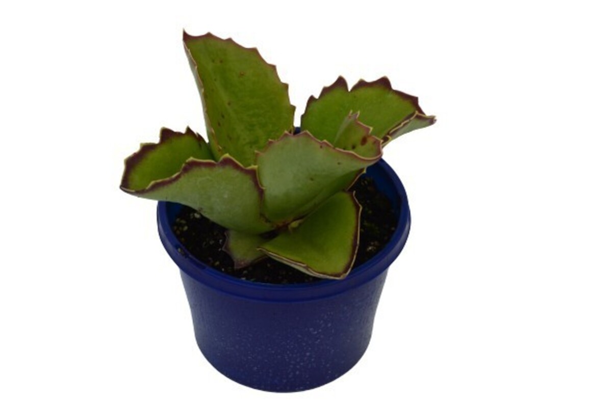 Kalanchoe - Calandiva Rubio 150mm Pot (VN)