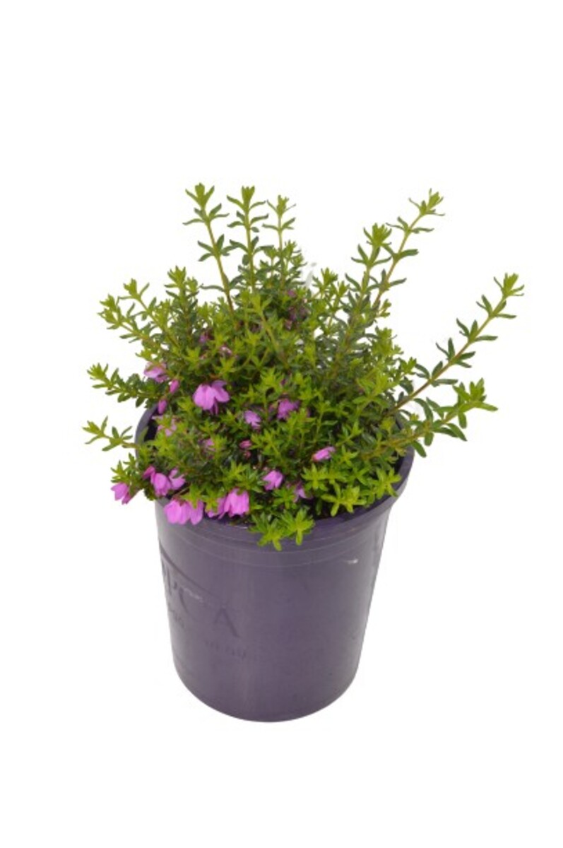 Tetratheca - Fairy Bells Deep Pink 140mm Pot