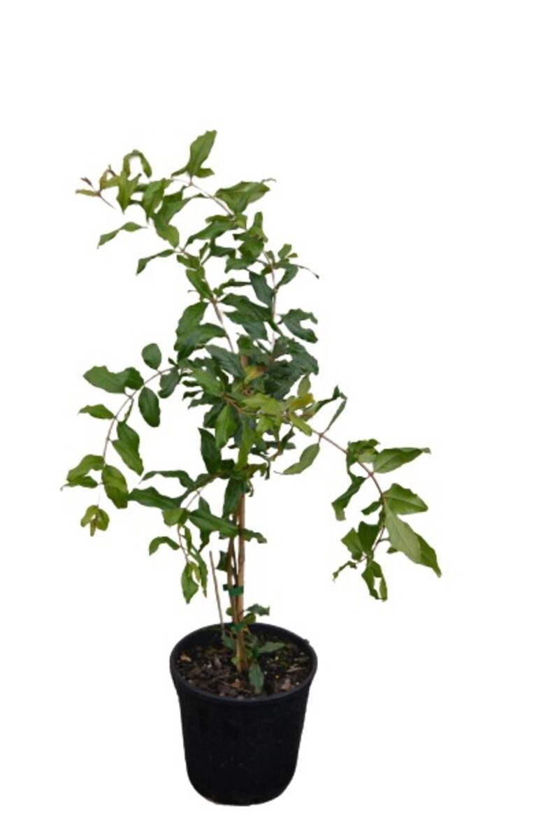 Pomegranate - Braham 200mm Pot