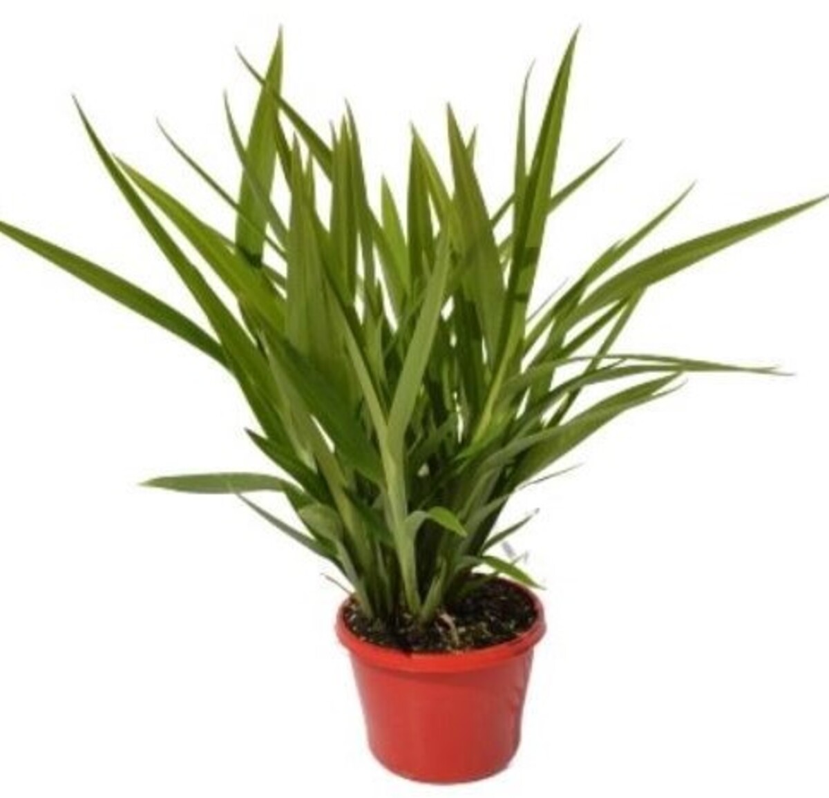 Dianella - Explorer 150mm Pot (VN)