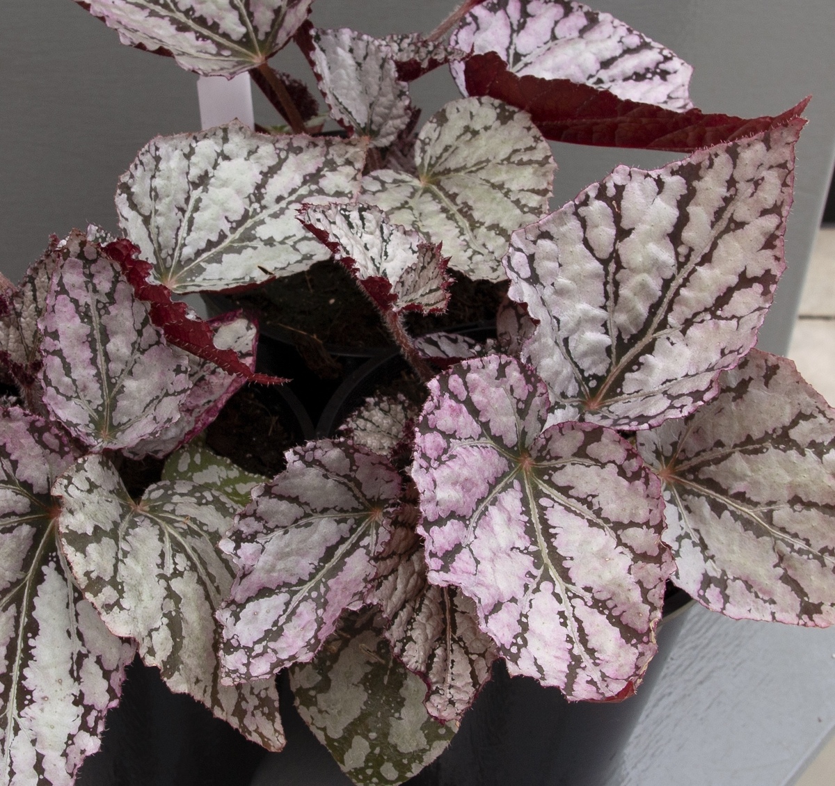 Begonia - Silver White 150mm Pot (VN)