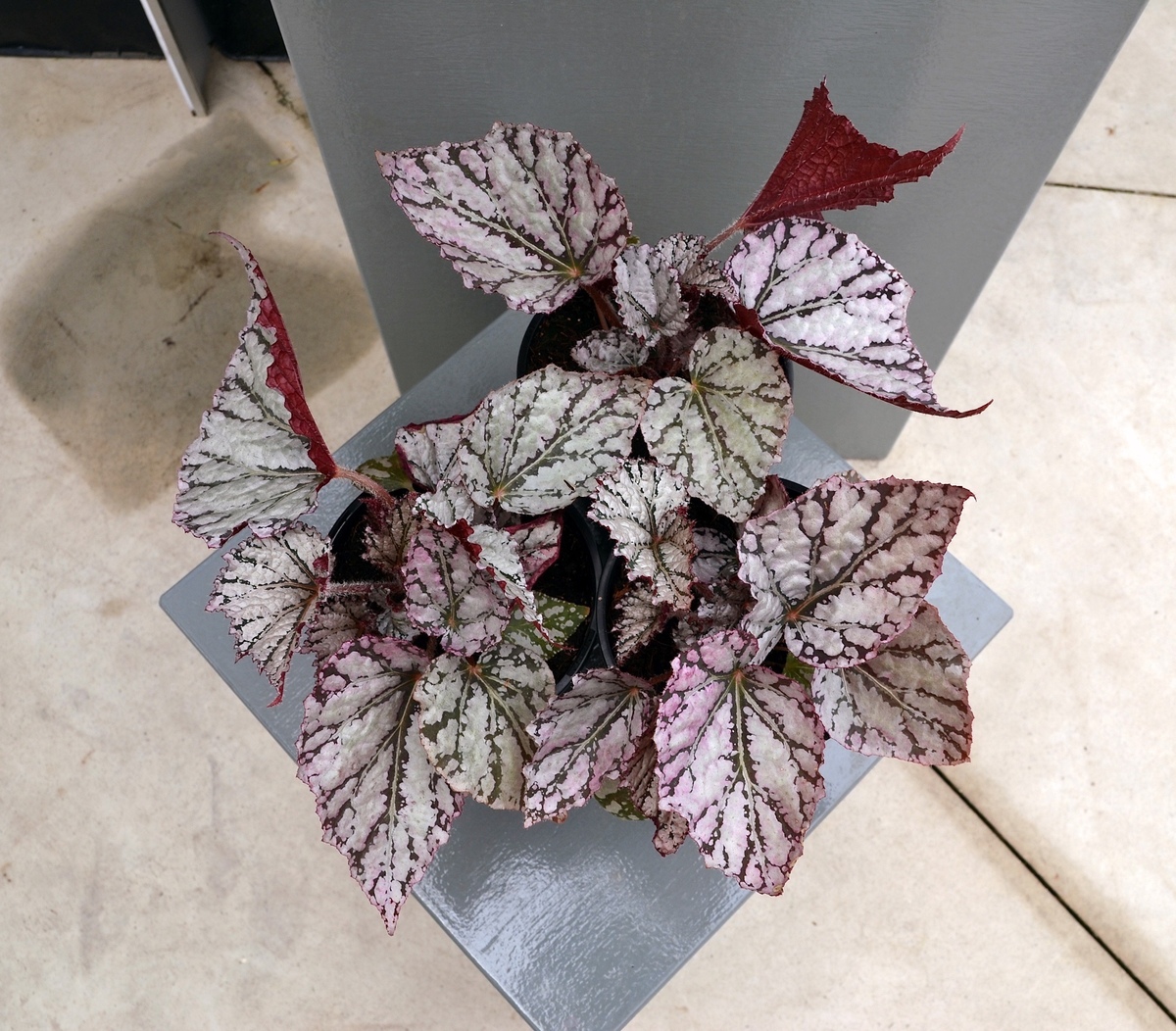 Begonia - Silver White 150mm Pot (VN)