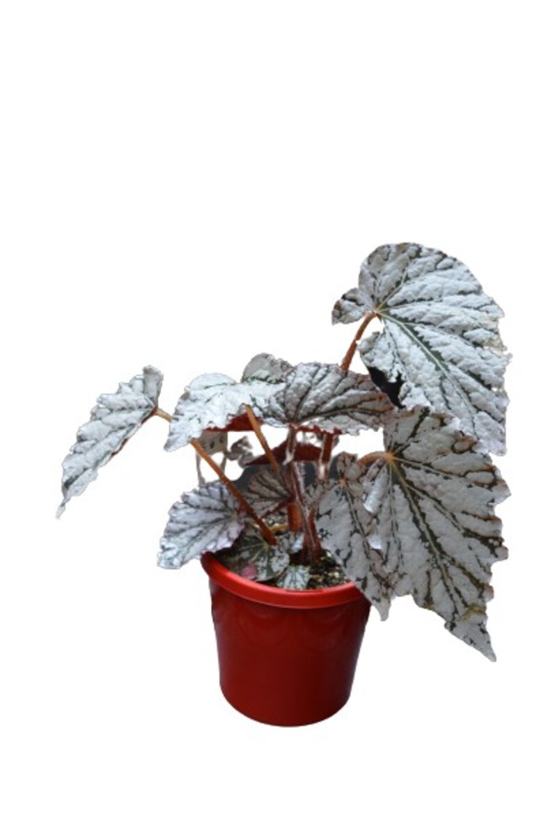 Begonia - Silver White 150mm Pot (VN)