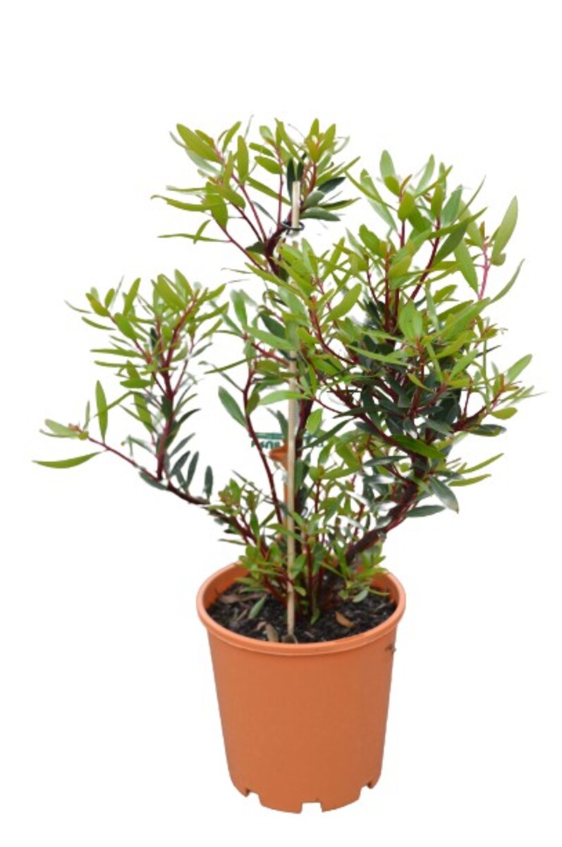 Tasmannia - Pepperberry 175mm Pot