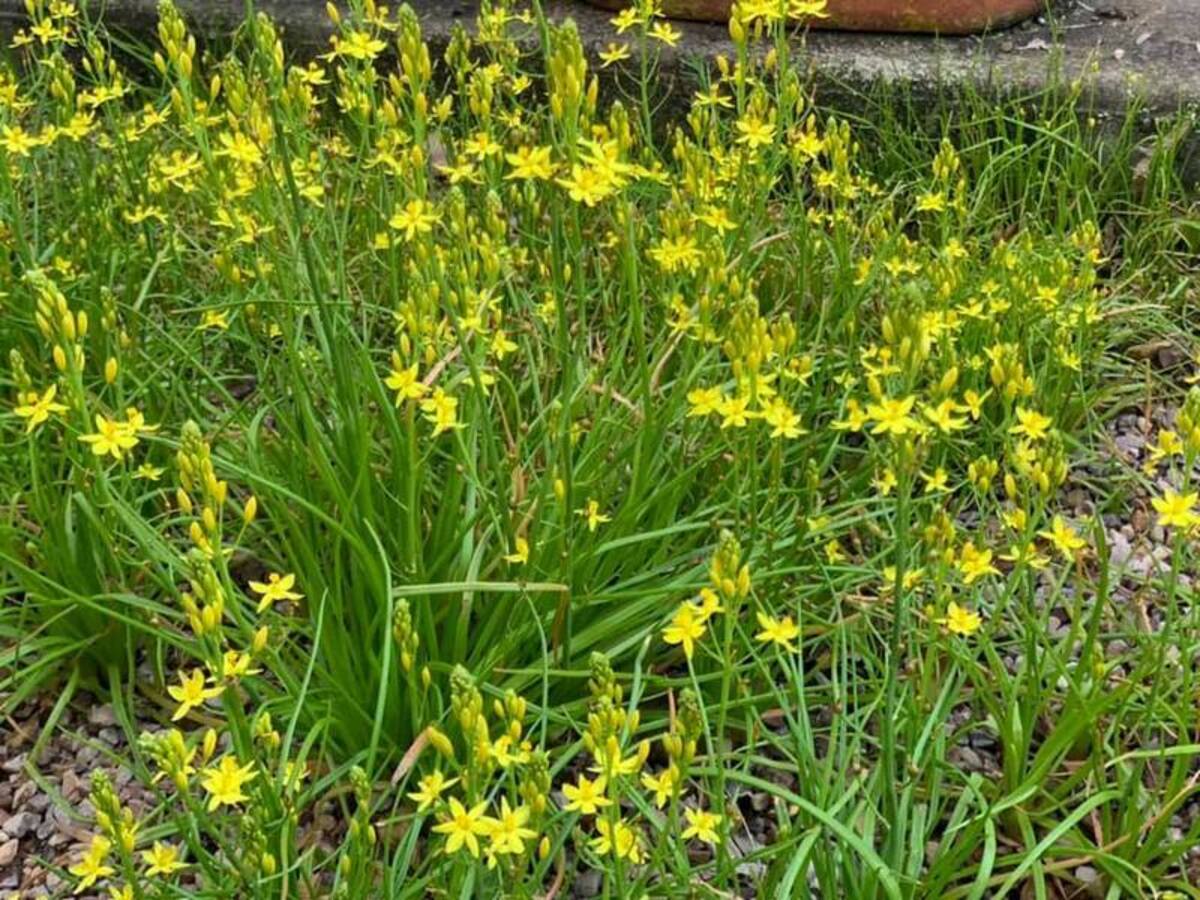 Bulbine - Native Leek 140mm Pot