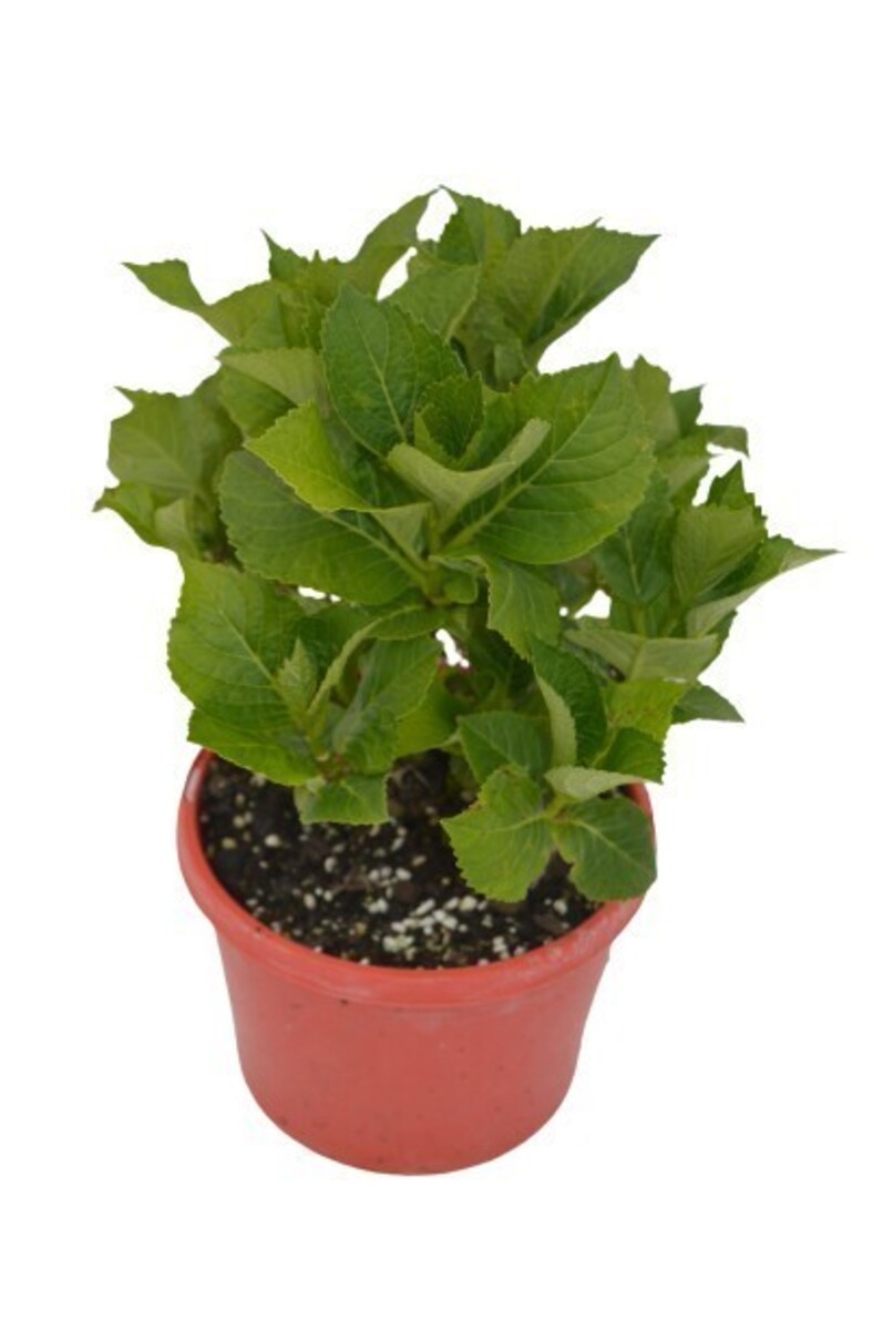 Hydrangea - Popcorn Candy 200mm (VN)