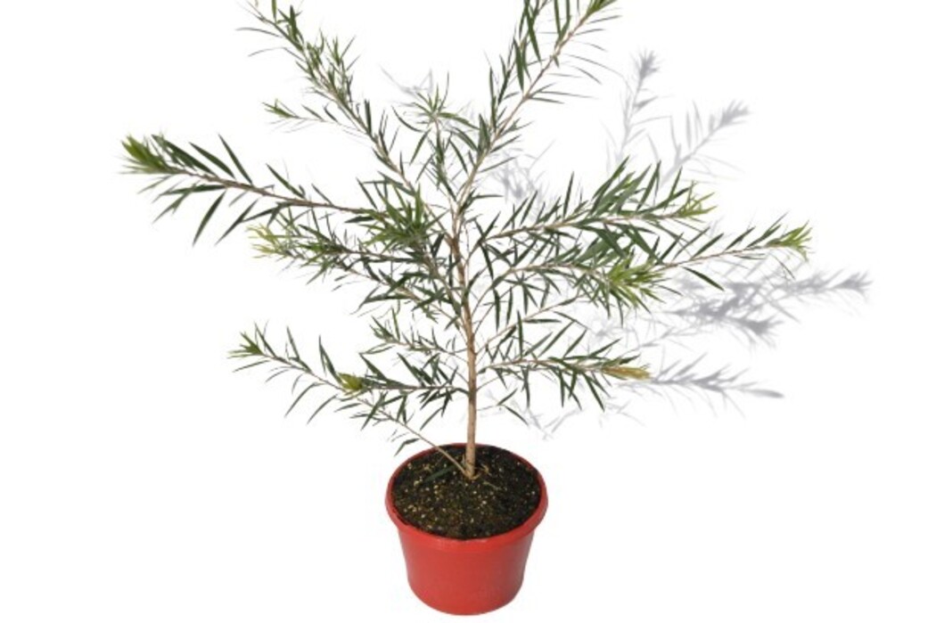 Callistemon - Hannah Ray 200mm (VN)