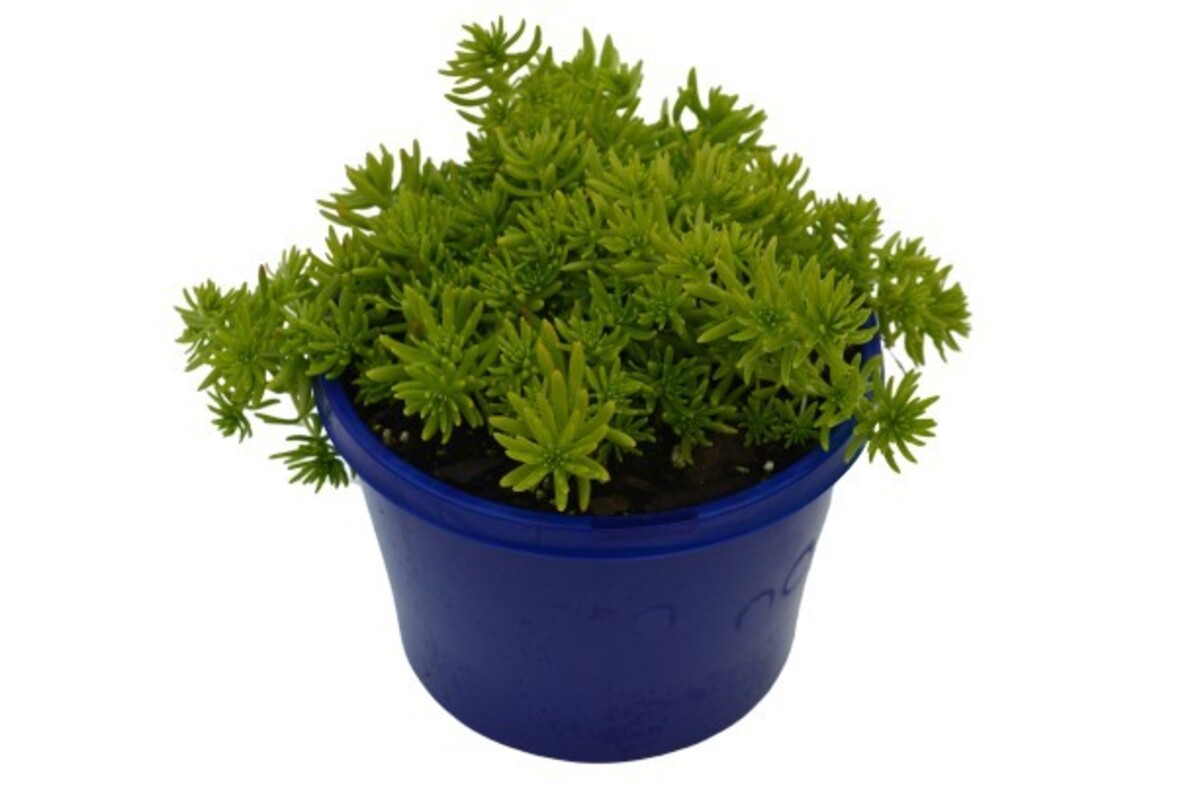 Sedum - Gold Mound 150mm Pot (VN)