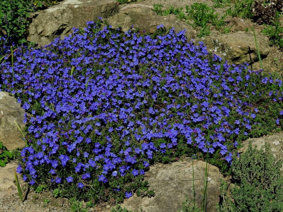 Lithodora - Grace Ward 150mm Pot (VN)