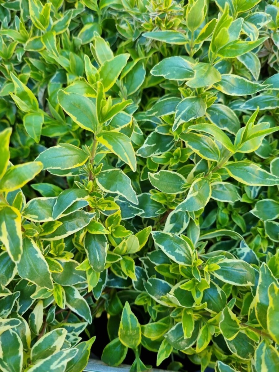 Abelia - Lime Splice 150mm Pot (VN)