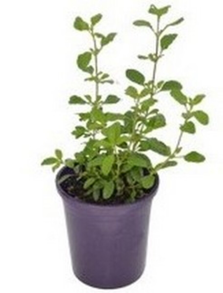Salvia - Heatwave Glimmer 140mm Pot
