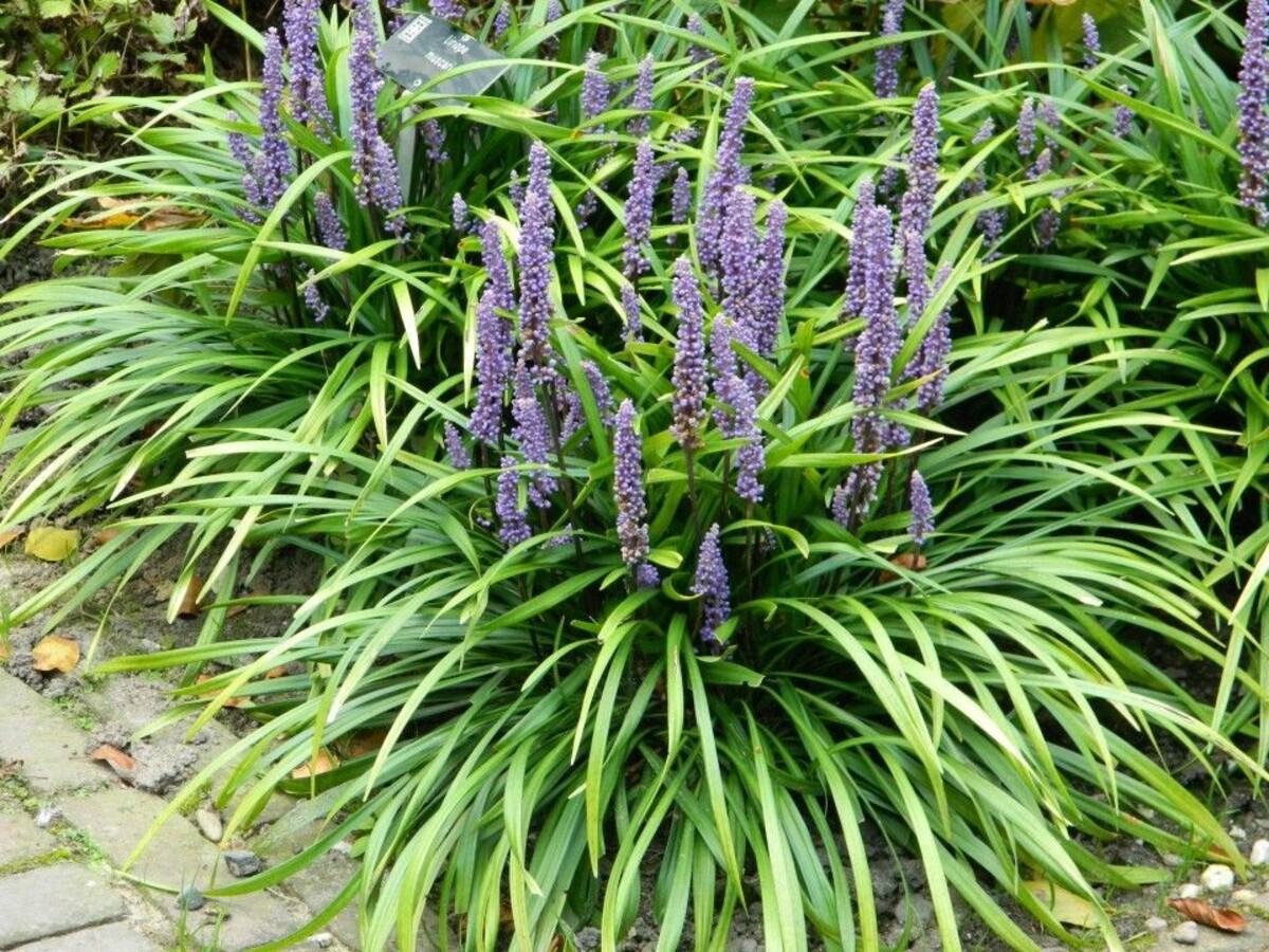 Liriope - Evergreen Giant 150mm Pot (VN)