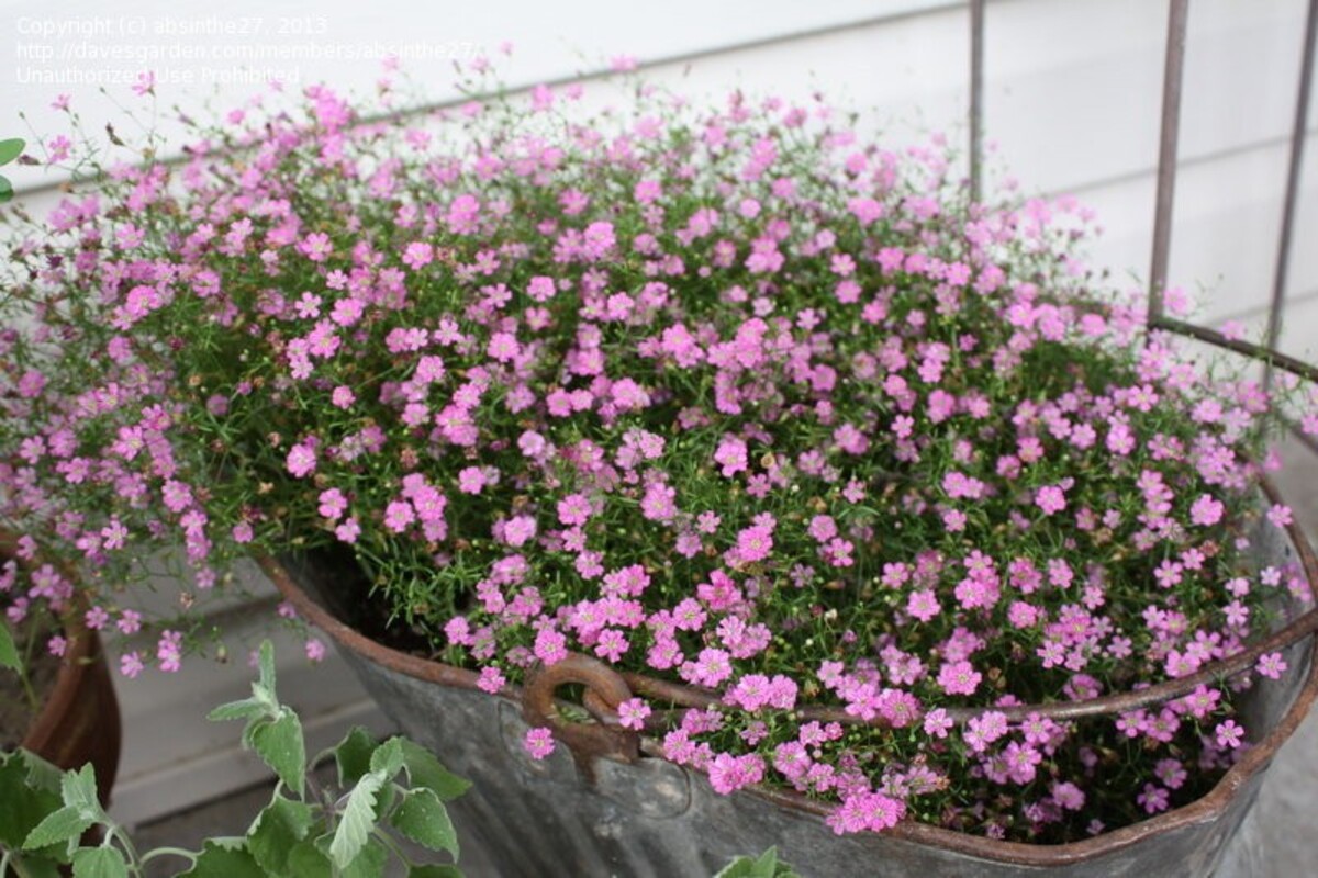 Gypsophila - Gypsy Deep Rose 150mm Pot (VN)