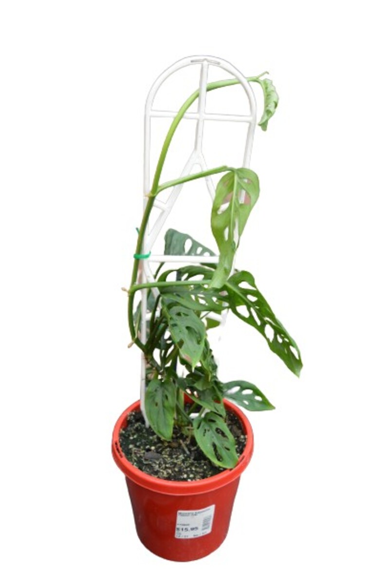 Monstera - Swiss Cheese Plant 150mm Pot (VN)