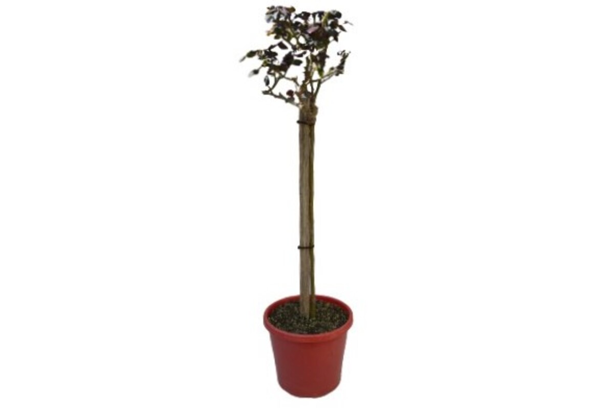 Rose 2ft Patio - Kardinal 250mm Pot (VN)