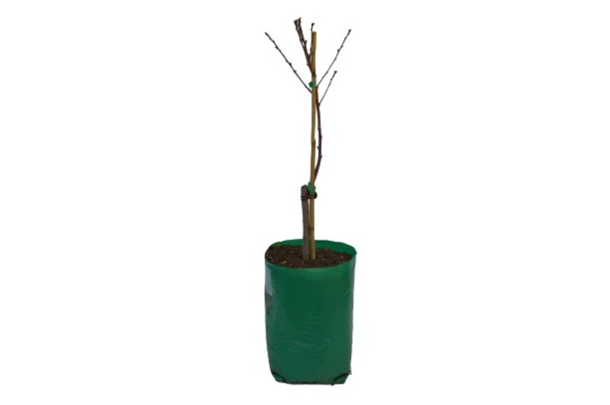 Nectarine - Valley Gold Super Dwarf - 230mm Bagged